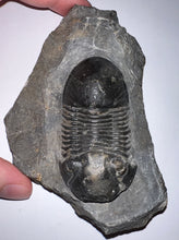 Load image into Gallery viewer, Huge Rare Paralejurus Fossil Trilobite 2.5 Inches