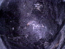 Load image into Gallery viewer, Huge Rare Paralejurus Fossil Trilobite 2.5 Inches