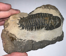 Load image into Gallery viewer, Gem Huge Rare Crotalocephalus Fossil Trilobite 3.2 Inches