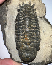 Load image into Gallery viewer, Gem Huge Rare Crotalocephalus Fossil Trilobite 3.2 Inches
