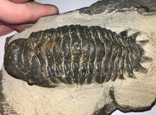 Load image into Gallery viewer, Gem Huge Rare Crotalocephalus Fossil Trilobite 3.2 Inches