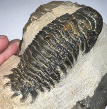 Load image into Gallery viewer, Gem Huge Rare Crotalocephalus Fossil Trilobite 3.2 Inches