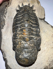 Load image into Gallery viewer, Gem Huge Rare Crotalocephalus Fossil Trilobite 3.2 Inches