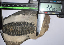 Load image into Gallery viewer, Gem Huge Rare Crotalocephalus Fossil Trilobite 3.2 Inches
