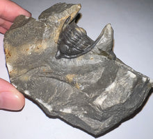 Load image into Gallery viewer, GEM Super Rare Diademaproetus Fossil Trilobite 1.5 Inches