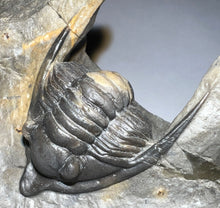 Load image into Gallery viewer, GEM Super Rare Diademaproetus Fossil Trilobite 1.5 Inches