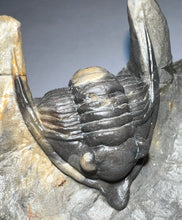 Load image into Gallery viewer, GEM Super Rare Diademaproetus Fossil Trilobite 1.5 Inches