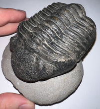 Load image into Gallery viewer, GEM HUGE Drotops Megalomanicus Fossil Trilobite 4.1 Inches