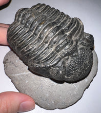 Load image into Gallery viewer, GEM HUGE Drotops Megalomanicus Fossil Trilobite 4.1 Inches