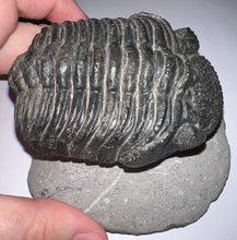 Load image into Gallery viewer, GEM HUGE Drotops Megalomanicus Fossil Trilobite 4.1 Inches
