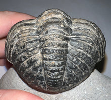 Load image into Gallery viewer, GEM HUGE Drotops Megalomanicus Fossil Trilobite 4.1 Inches