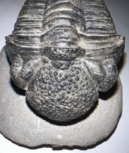 Load image into Gallery viewer, GEM HUGE Drotops Megalomanicus Fossil Trilobite 4.1 Inches