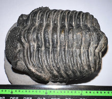 Load image into Gallery viewer, GEM HUGE Drotops Megalomanicus Fossil Trilobite 4.1 Inches