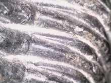 Load image into Gallery viewer, GEM HUGE Drotops Megalomanicus Fossil Trilobite 4.1 Inches