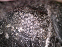Load image into Gallery viewer, GEM HUGE Drotops Megalomanicus Fossil Trilobite 4.1 Inches