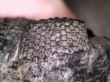 Load image into Gallery viewer, GEM HUGE Drotops Megalomanicus Fossil Trilobite 4.1 Inches