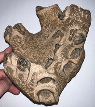 Load image into Gallery viewer, GEM Super Rare Onnia Fossil Trilobite Death Assemblage 16 Trilobites!