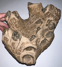 Load image into Gallery viewer, GEM Super Rare Onnia Fossil Trilobite Death Assemblage 16 Trilobites!