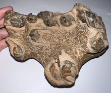 Load image into Gallery viewer, GEM Super Rare Onnia Fossil Trilobite Death Assemblage 16 Trilobites!