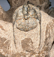 Load image into Gallery viewer, GEM Super Rare Onnia Fossil Trilobite Death Assemblage 16 Trilobites!