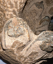 Load image into Gallery viewer, GEM Super Rare Onnia Fossil Trilobite Death Assemblage 16 Trilobites!
