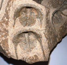 Load image into Gallery viewer, GEM Super Rare Onnia Fossil Trilobite Death Assemblage 16 Trilobites!