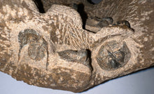 Load image into Gallery viewer, GEM Super Rare Onnia Fossil Trilobite Death Assemblage 16 Trilobites!