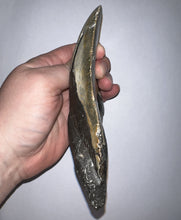 Load image into Gallery viewer, HUGE Megalodon Pathological Fossil Shark Tooth 5.89 Inches! Not Repaired! Great Serrations!