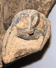 Load image into Gallery viewer, GEM Super Rare Onnia Fossil Trilobite Death Assemblage 16 Trilobites!