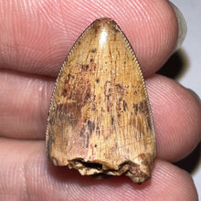 Load image into Gallery viewer, Phytosaur Large Fossil Tooth .89 Inches! Fantastic Serrations! Triassic Aquatic Reptile!