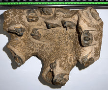 Load image into Gallery viewer, GEM Super Rare Onnia Fossil Trilobite Death Assemblage 16 Trilobites!