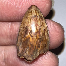 Load image into Gallery viewer, Phytosaur Large Fossil Tooth .89 Inches! Fantastic Serrations! Triassic Aquatic Reptile!