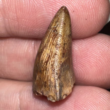 Load image into Gallery viewer, Phytosaur Large Fossil Tooth .89 Inches! Fantastic Serrations! Triassic Aquatic Reptile!