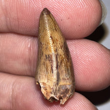 Load image into Gallery viewer, Phytosaur Large Fossil Tooth .89 Inches! Fantastic Serrations! Triassic Aquatic Reptile!