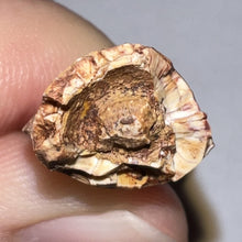 Load image into Gallery viewer, Phytosaur Large Fossil Tooth .89 Inches! Fantastic Serrations! Triassic Aquatic Reptile!