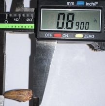 Load image into Gallery viewer, Phytosaur Large Fossil Tooth .89 Inches! Fantastic Serrations! Triassic Aquatic Reptile!