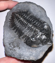 Load image into Gallery viewer, GEM Super Rare Treveropyge Fossil Trilobite Coltraneia Berbera 2.7 Inches