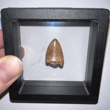 Load image into Gallery viewer, Phytosaur Large Fossil Tooth .89 Inches! Fantastic Serrations! Triassic Aquatic Reptile!