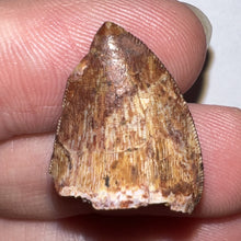 Load image into Gallery viewer, Phytosaur Large Fossil Tooth .85 Inches! Great Serrations! Triassic Aquatic Reptile!