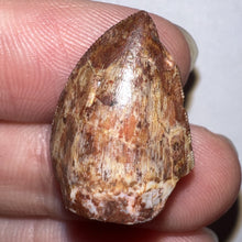 Load image into Gallery viewer, Phytosaur Large Fossil Tooth .85 Inches! Great Serrations! Triassic Aquatic Reptile!