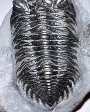 Load image into Gallery viewer, GEM Super Rare Treveropyge Fossil Trilobite Coltraneia Berbera 2.7 Inches