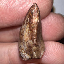 Load image into Gallery viewer, Phytosaur Large Fossil Tooth .85 Inches! Great Serrations! Triassic Aquatic Reptile!