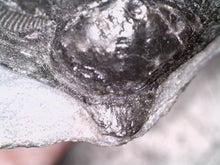 Load image into Gallery viewer, GEM Super Rare Treveropyge Fossil Trilobite Coltraneia Berbera 2.7 Inches