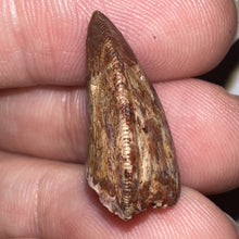 Load image into Gallery viewer, Phytosaur Large Fossil Tooth .85 Inches! Great Serrations! Triassic Aquatic Reptile!