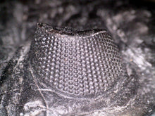 Load image into Gallery viewer, GEM Super Rare Treveropyge Fossil Trilobite Coltraneia Berbera 2.7 Inches