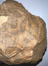 Load image into Gallery viewer, GEM Super Rare Onnia Fossil Trilobite Death Assemblage 16 Trilobites!