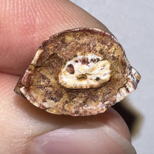 Load image into Gallery viewer, Phytosaur Large Fossil Tooth .85 Inches! Great Serrations! Triassic Aquatic Reptile!