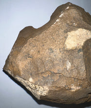 Load image into Gallery viewer, GEM Super Rare Onnia Fossil Trilobite Death Assemblage 16 Trilobites!