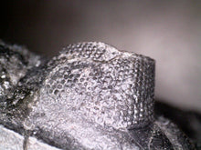 Load image into Gallery viewer, GEM Super Rare Treveropyge Fossil Trilobite Coltraneia Berbera 2.7 Inches