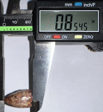 Load image into Gallery viewer, Phytosaur Large Fossil Tooth .85 Inches! Great Serrations! Triassic Aquatic Reptile!